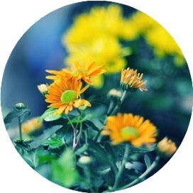 请收下我的祝福，愿我们永远与健康拥抱，与好运相聚。早上好(图3)