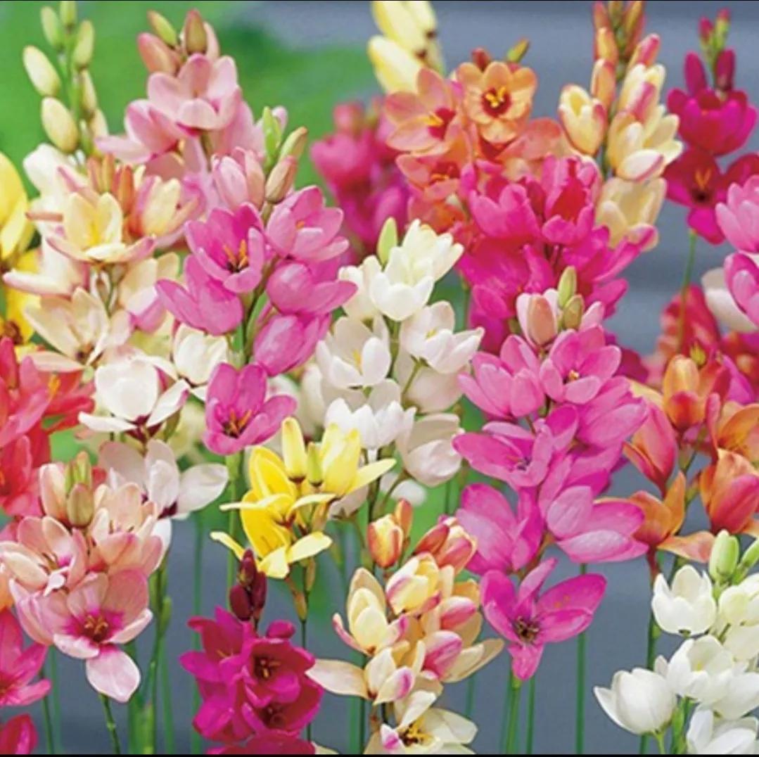 夏花生香，鲜花浪漫，五彩缤纷，姹紫嫣红，花美心儿甜(图1)