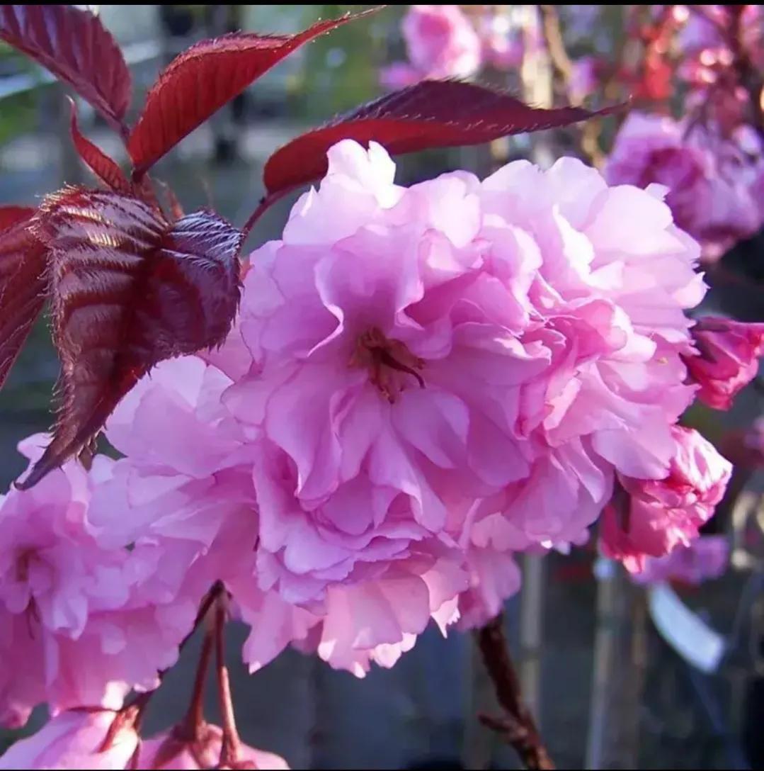 夏花生香，鲜花浪漫，五彩缤纷，姹紫嫣红，花美心儿甜(图2)