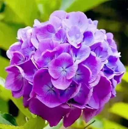 夏花生香，鲜花浪漫，五彩缤纷，姹紫嫣红，花美心儿甜(图3)