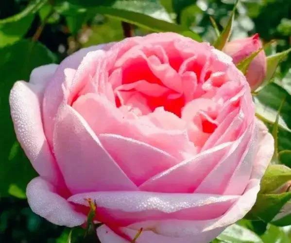 夏花生香，鲜花浪漫，五彩缤纷，姹紫嫣红，花美心儿甜(图4)