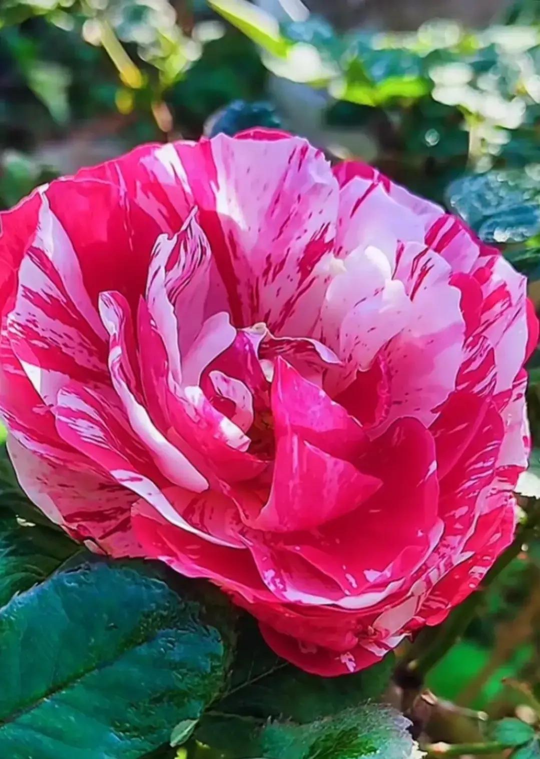 夏花生香，鲜花浪漫，五彩缤纷，姹紫嫣红，花美心儿甜(图5)