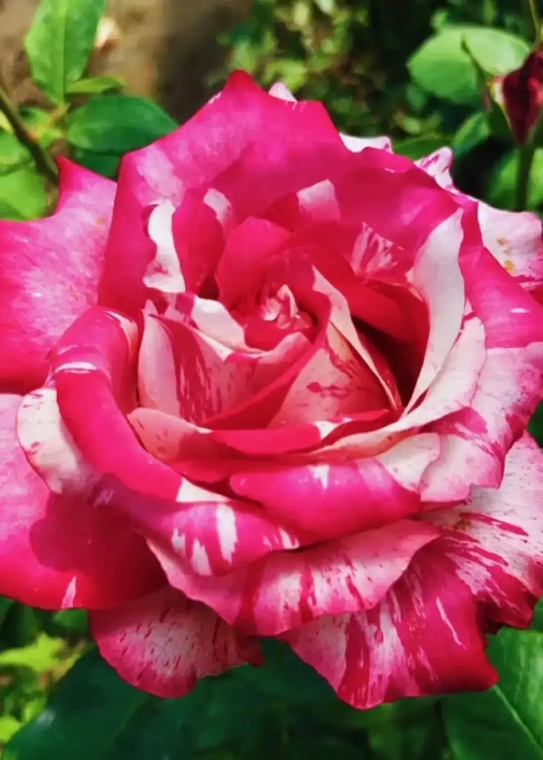 夏花生香，鲜花浪漫，五彩缤纷，姹紫嫣红，花美心儿甜(图6)