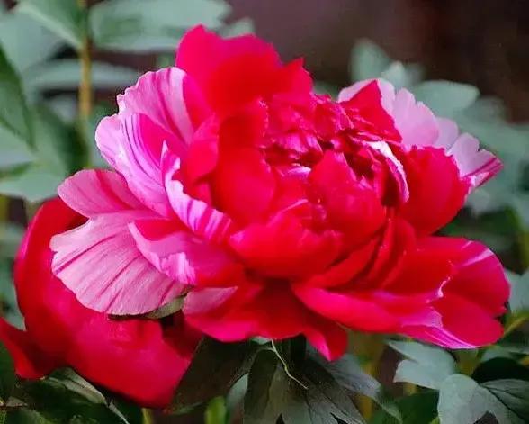 夏花生香，鲜花浪漫，五彩缤纷，姹紫嫣红，花美心儿甜(图7)