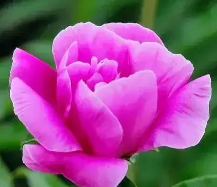 夏花生香，鲜花浪漫，五彩缤纷，姹紫嫣红，花美心儿甜(图8)