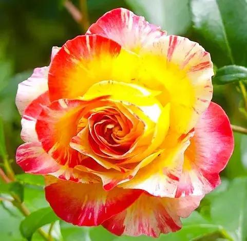 夏花生香，鲜花浪漫，五彩缤纷，姹紫嫣红，花美心儿甜(图9)