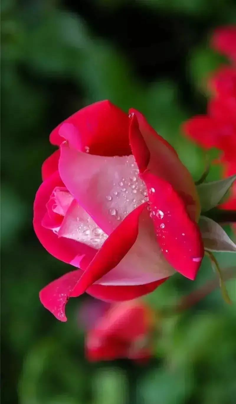 夏花生香，鲜花浪漫，五彩缤纷，姹紫嫣红，花美心儿甜(图11)