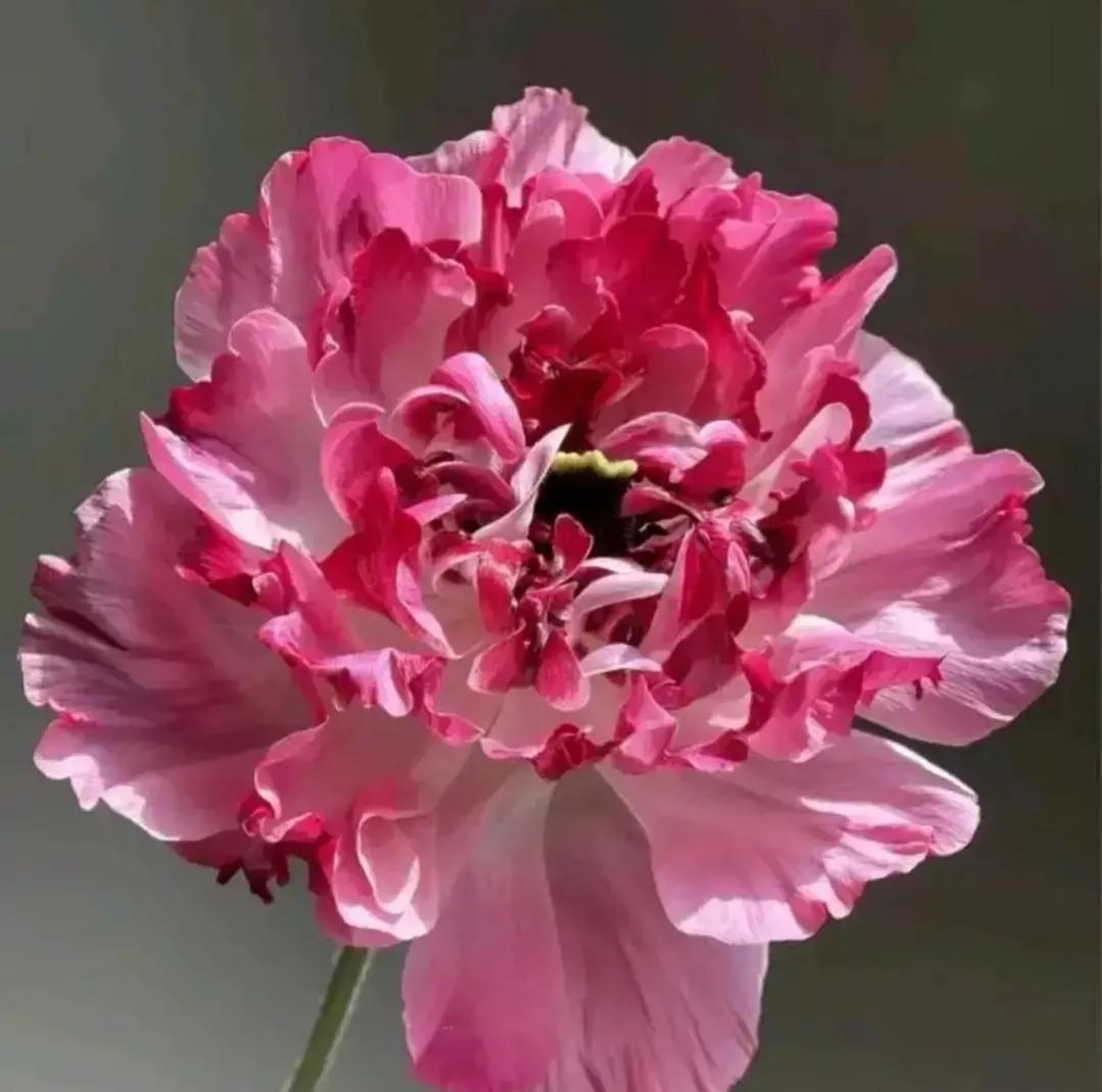 夏花生香，鲜花浪漫，五彩缤纷，姹紫嫣红，花美心儿甜(图12)