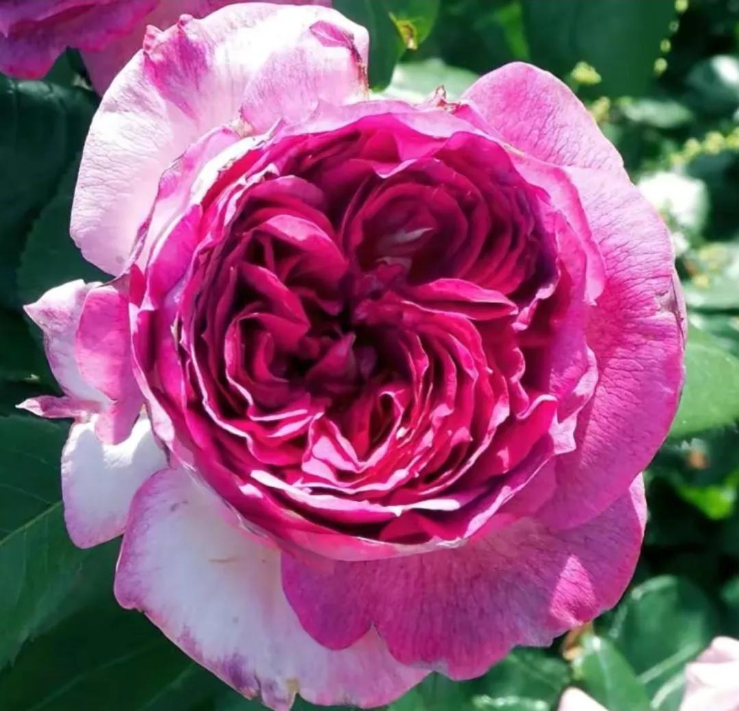 夏花生香，鲜花浪漫，五彩缤纷，姹紫嫣红，花美心儿甜(图13)