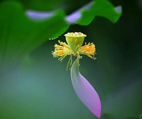 夏花生香，鲜花浪漫，五彩缤纷，姹紫嫣红，花美心儿甜(图15)