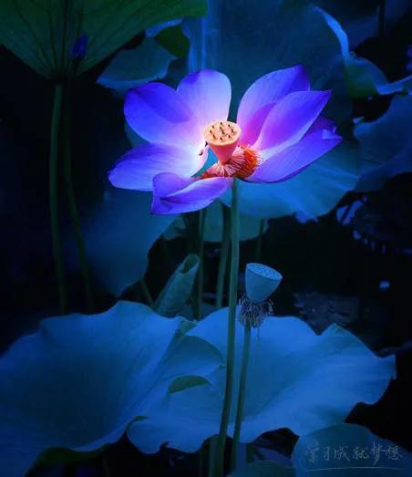 夏花生香，鲜花浪漫，五彩缤纷，姹紫嫣红，花美心儿甜(图16)