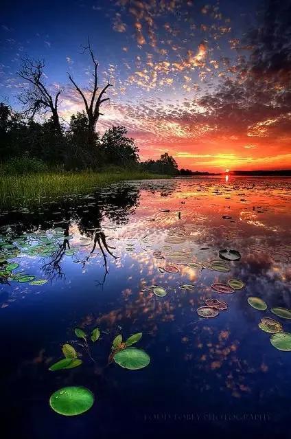 夏花生香，鲜花浪漫，五彩缤纷，姹紫嫣红，花美心儿甜(图23)