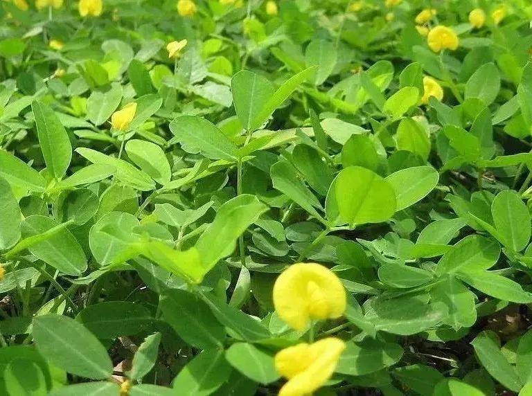 美文心阅：花生(图1)