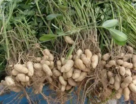 美文心阅：花生(图2)