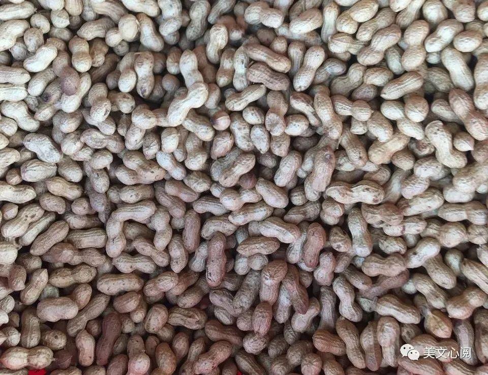 美文心阅：花生(图3)