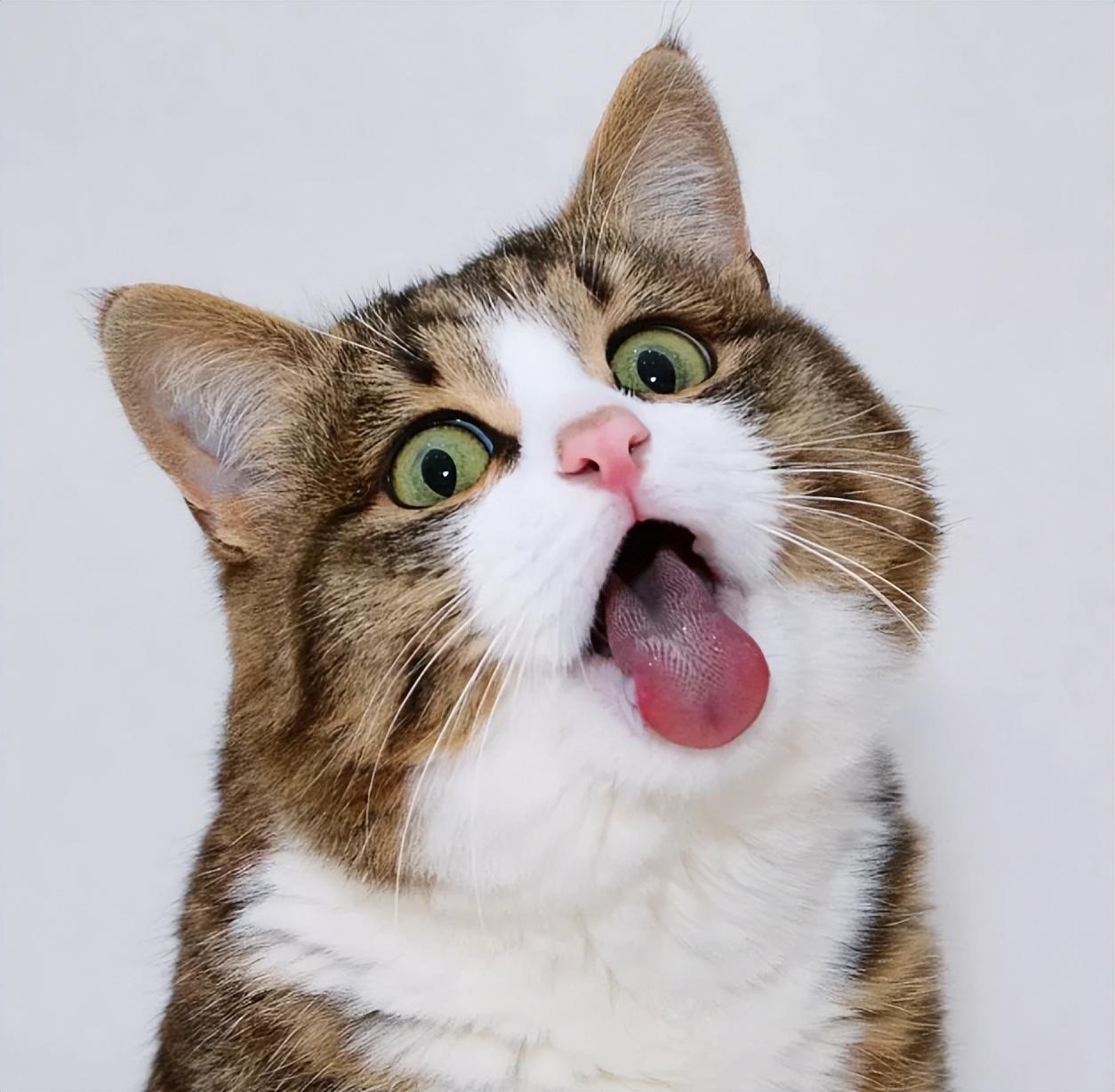 搞笑的朋友圈文案(图1)