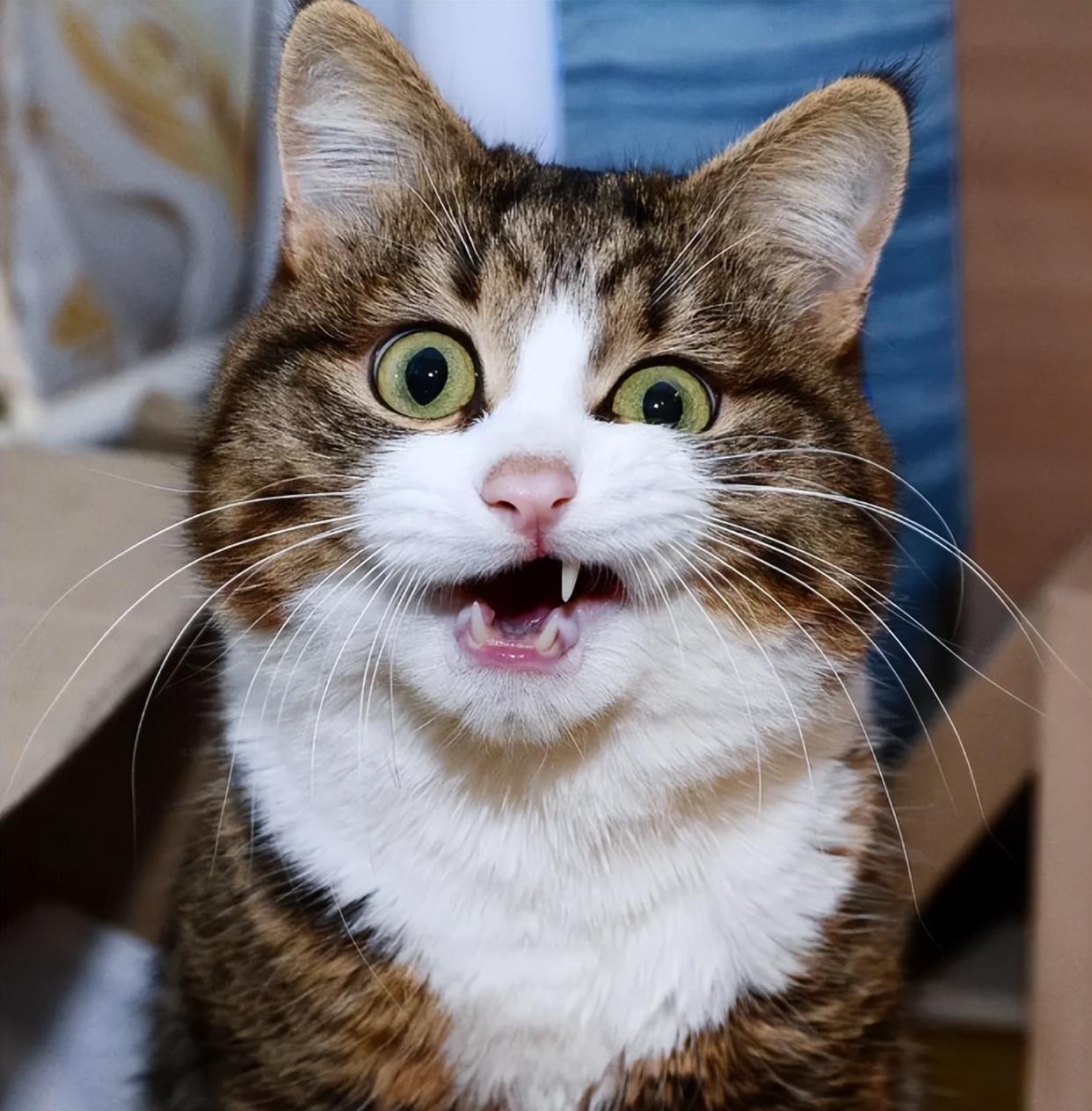 搞笑的朋友圈文案(图3)