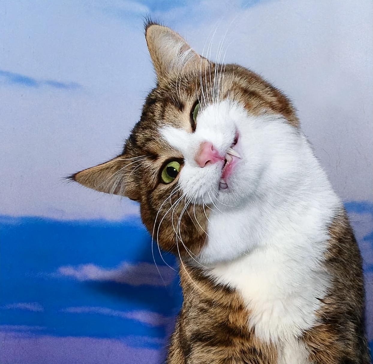 搞笑的朋友圈文案(图4)