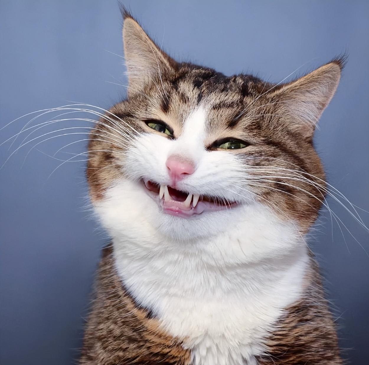 搞笑的朋友圈文案(图8)