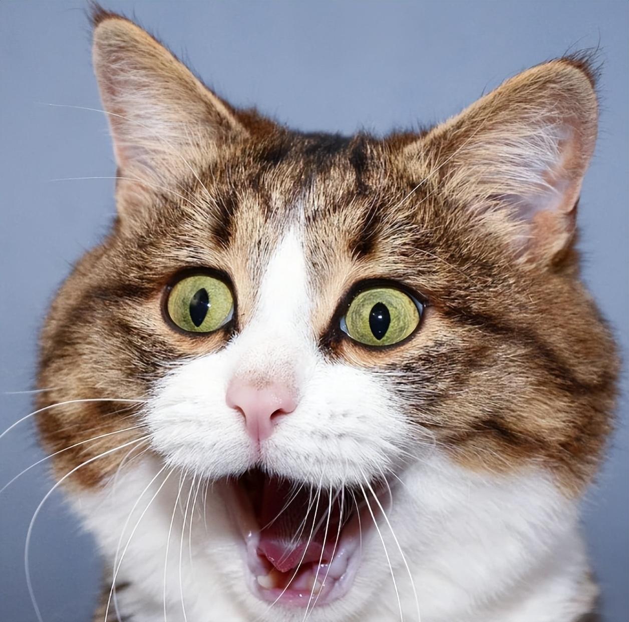 搞笑的朋友圈文案(图9)