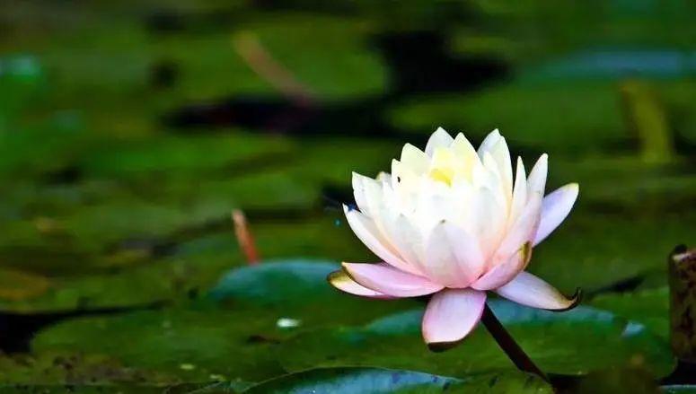 这30句幽默犀利的话，字字人间清醒，让你过目不忘！(图5)