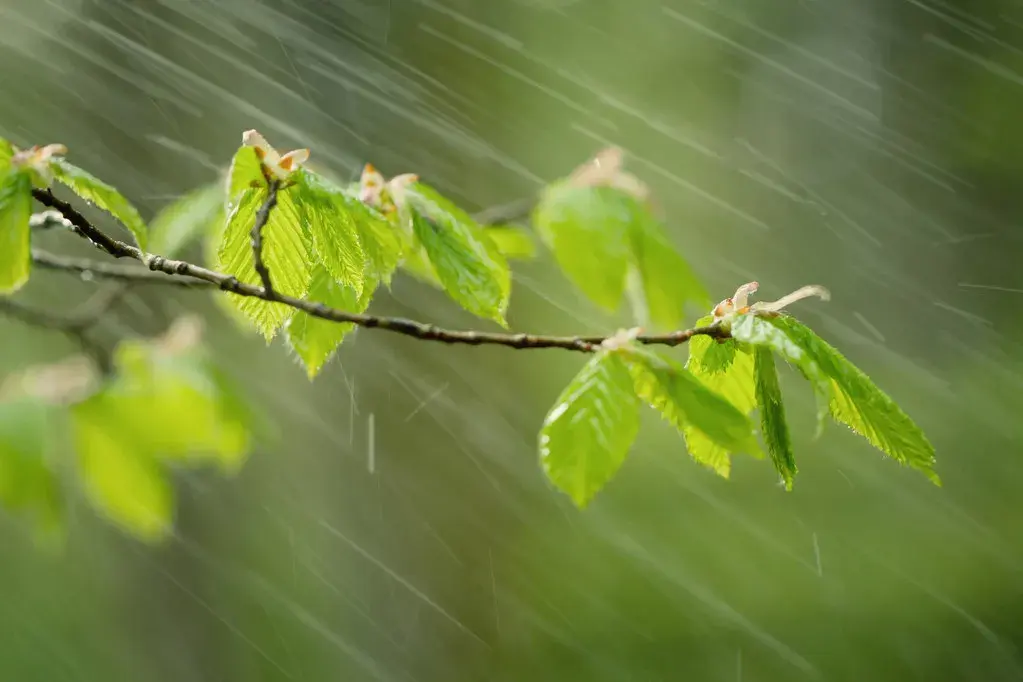 四季的雨描绘出大自然优美的画卷(图1)