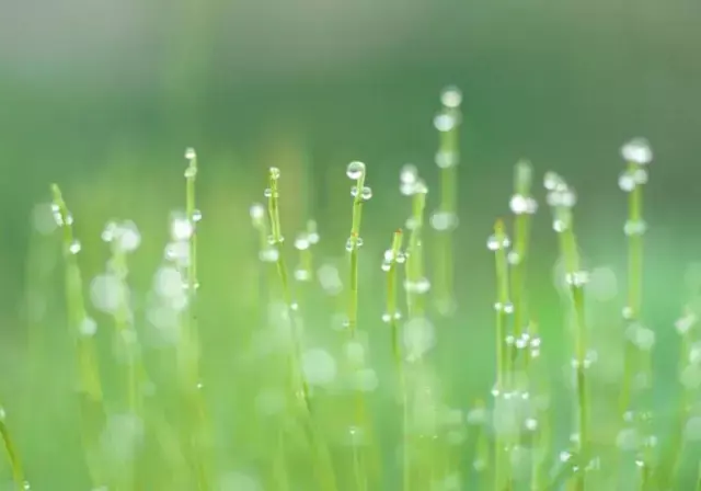 美文：四季的雨(图1)