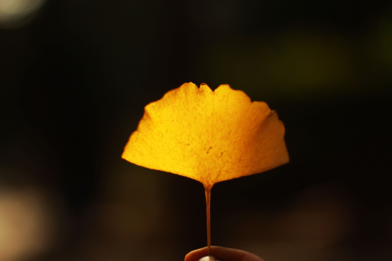 秋去冬又来，十首送秋的诗词，用诗词告别秋天，迎接冬天的到来(图3)