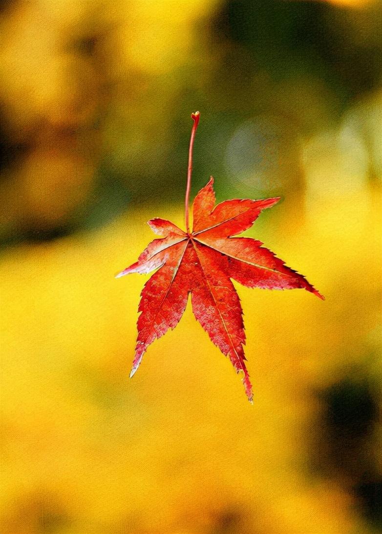 秋去冬又来，十首送秋的诗词，用诗词告别秋天，迎接冬天的到来(图5)