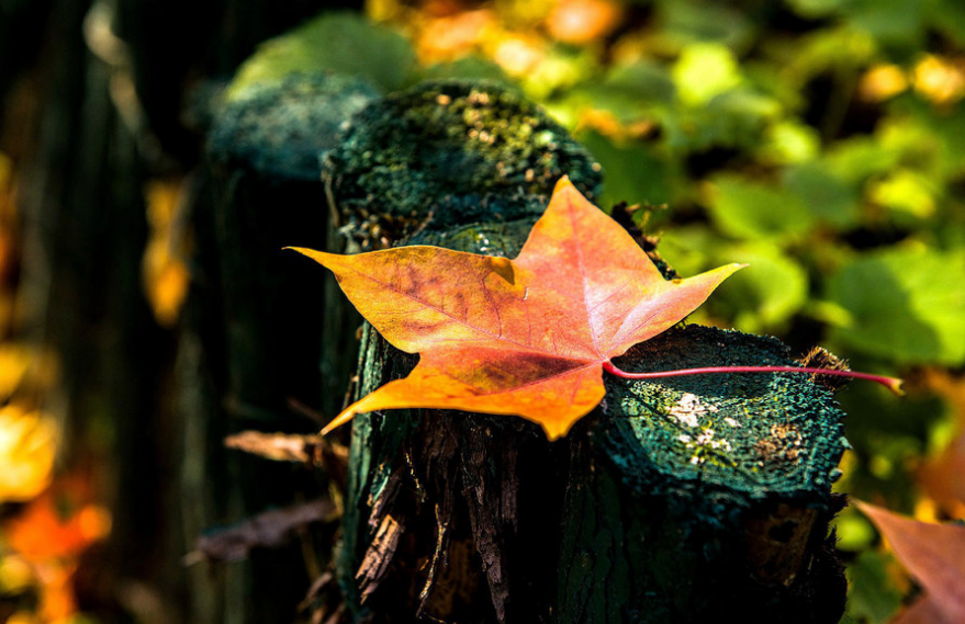 秋去冬又来，十首送秋的诗词，用诗词告别秋天，迎接冬天的到来(图7)