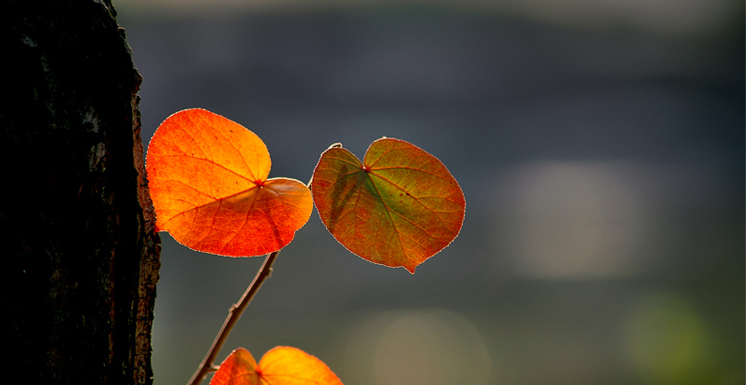 秋去冬又来，十首送秋的诗词，用诗词告别秋天，迎接冬天的到来(图9)