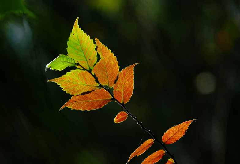 秋去冬又来，十首送秋的诗词，用诗词告别秋天，迎接冬天的到来(图11)