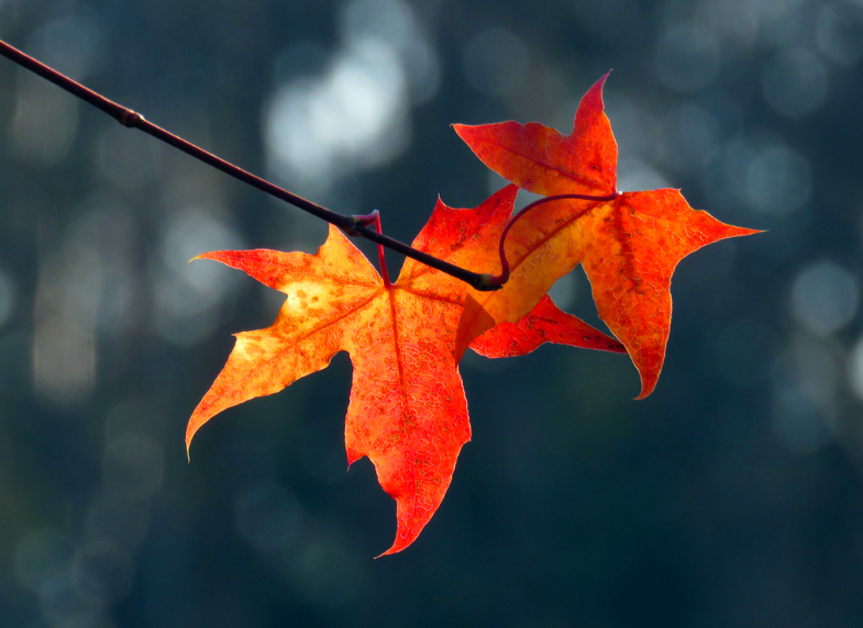 秋去冬又来，十首送秋的诗词，用诗词告别秋天，迎接冬天的到来(图15)