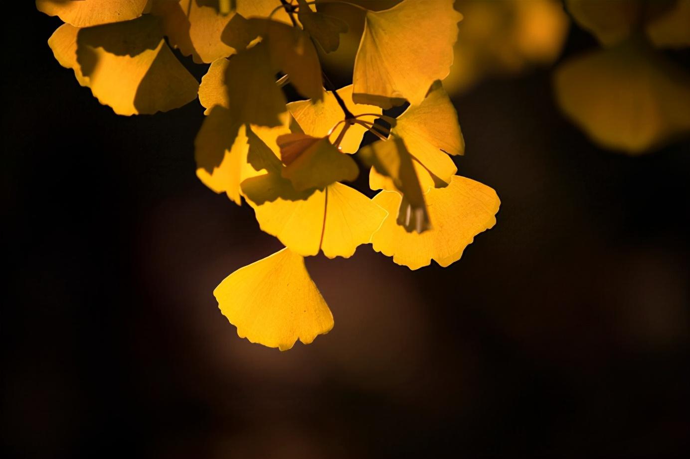 秋去冬又来，十首送秋的诗词，用诗词告别秋天，迎接冬天的到来(图17)