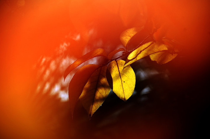 秋去冬又来，十首送秋的诗词，用诗词告别秋天，迎接冬天的到来(图19)