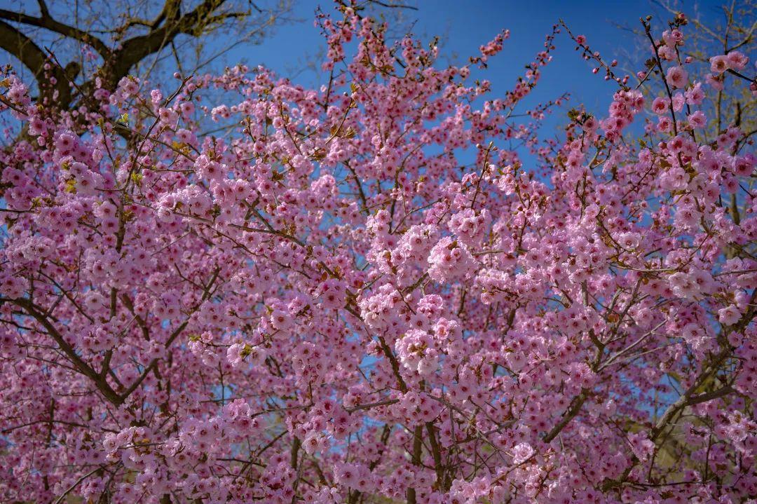 春日野趣丨开启春天の第一场房车露营，送你满春的山花浪漫！(图12)