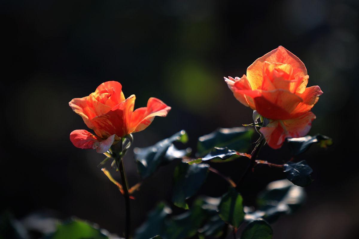 2022这一年，写一段话，送给辛苦的自己！(图2)