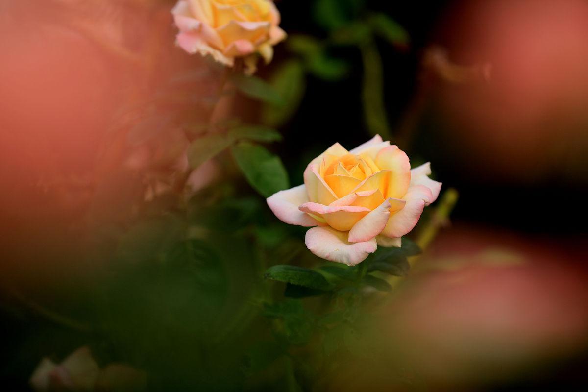 2022这一年，写一段话，送给辛苦的自己！(图4)