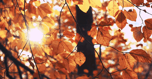 秋风起，秋意浓，愿秋色安暖，岁月无恙(图4)