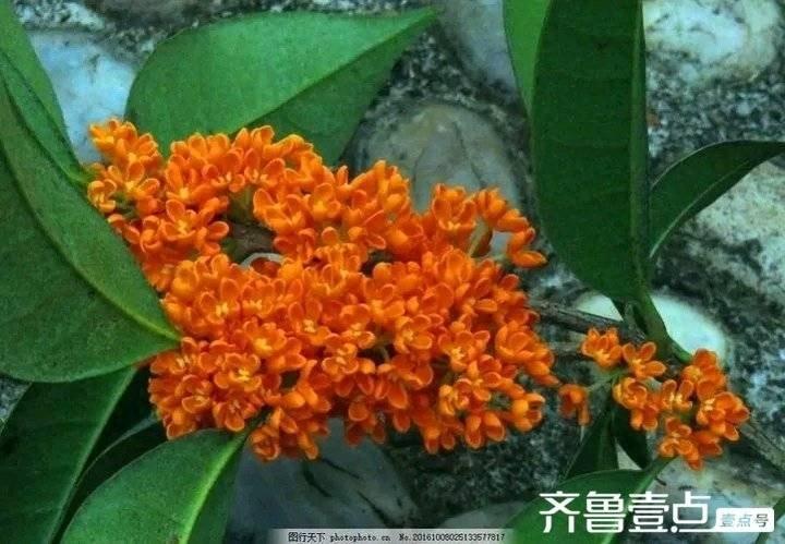 《一年秋意浓，最是桂花香》文／雅致丝语(图1)