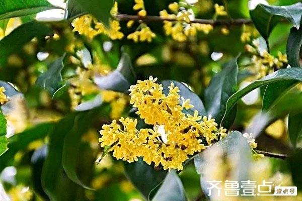 《一年秋意浓，最是桂花香》文／雅致丝语(图2)