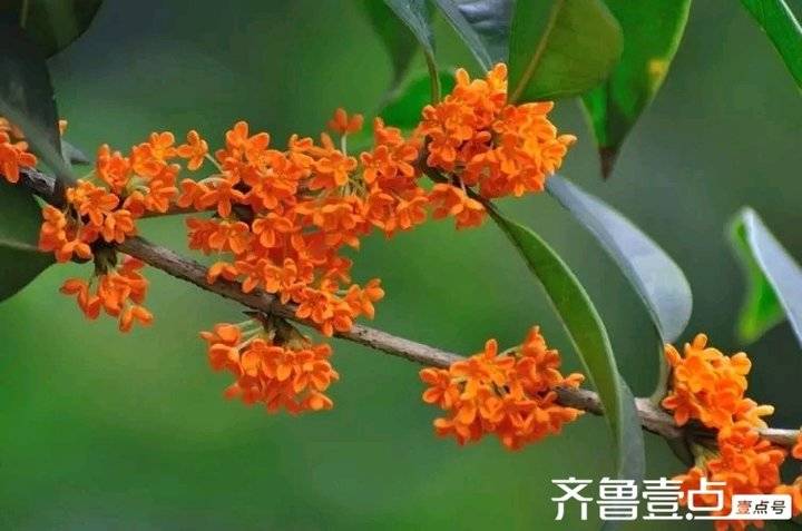 《一年秋意浓，最是桂花香》文／雅致丝语(图3)