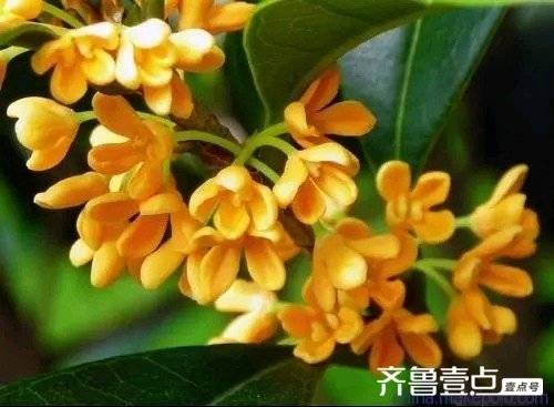 《一年秋意浓，最是桂花香》文／雅致丝语(图4)
