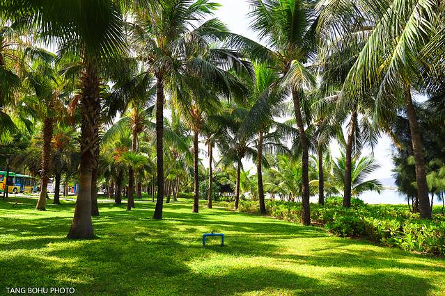 三亚，从你的全世界路过，海天仙境，热带天堂(图12)