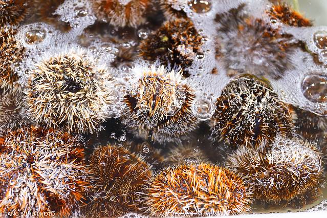 三亚，从你的全世界路过，海天仙境，热带天堂(图23)