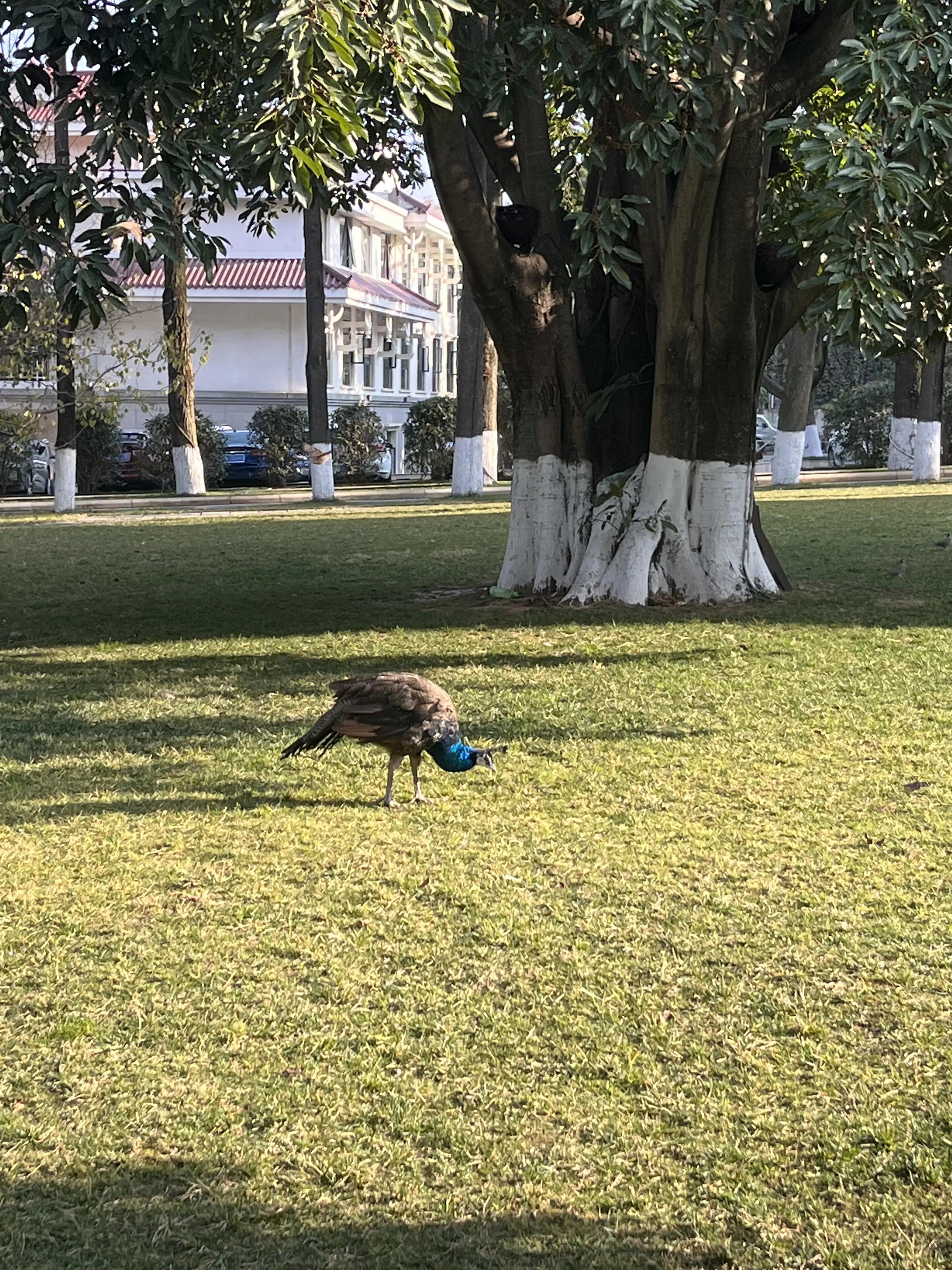 作文“见多识广”之写景篇开头（10）(图1)