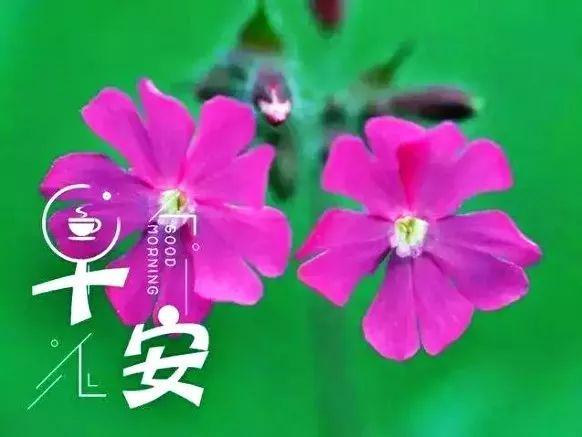 早安心语：学习像淘金，努力久了，总会有收获(图3)