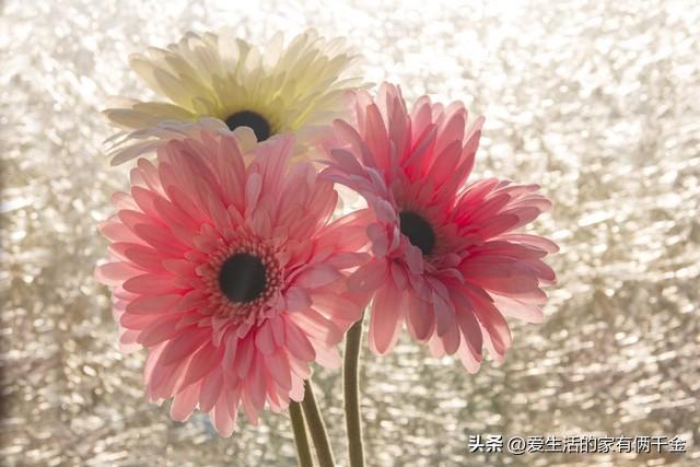 生如蝼蚁当立鸿鹄之志，以梦为马，不负韶华(图2)