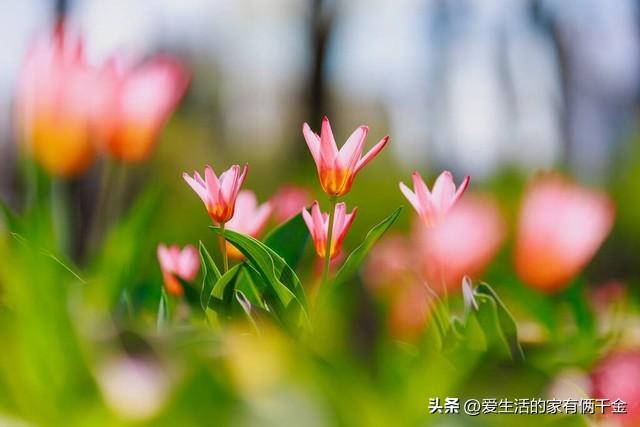 生如蝼蚁当立鸿鹄之志，以梦为马，不负韶华(图3)