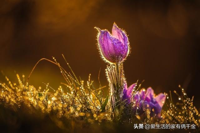 生如蝼蚁当立鸿鹄之志，以梦为马，不负韶华(图4)